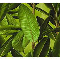 Tapetti A.S. Creations Nature Elements B2, 36201-1, vihreä