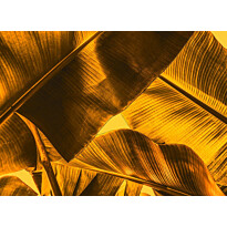 Kuvatapetti A.S. Creation Designwalls Broken Leaf, 350x255cm