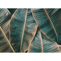 Kuvatapetti A.S. Creation Designwalls Banana Leaves, 350x255cm