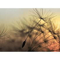 Kuvatapetti A.S. Creation Designwalls Flying Dandelion, 350x255cm