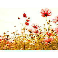 Kuvatapetti A.S. Creation Designwalls Flower Meadow, 350x255cm
