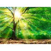 Kuvatapetti A.S. Creation Designwalls ForestLight, 350x255cm, vihreä