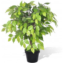 Tekokasvi bonsaifiikus ruukussa 60 cm