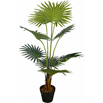 Tekokasvi Lykke Fan Palm, 100cm