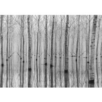 Maisematapetti Rebel Walls Birch Echo, non-woven, mittatilaus