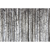 Maisematapetti Rebel Walls Birch Trunks, non-woven, mittatilaus