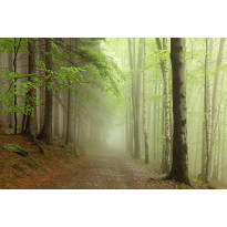 Maisematapetti Rebel Walls Forest Path, non-woven, mittatilaus