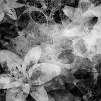 Kuvatapetti Rebel Walls Garden of Dreams Black &amp; White, non-woven, mittatilaus