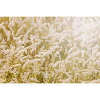 Kuvatapetti Rebel Walls Lay In The Hay, non-woven, mittatilaus