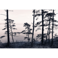 Maisematapetti Rebel Walls Old Pine Trees, non-woven, mittatilaus