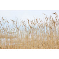 Kuvatapetti Rebel Walls Swaying Wheat, non-woven, mittatilaus