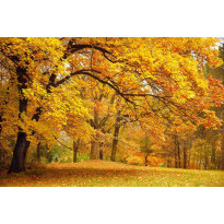 Maisematapetti Rebel Walls Yellow Leafy Trees, non-woven, mittatilaus