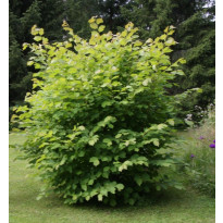 Pähkinäpensas Corylus avellana Viheraarni