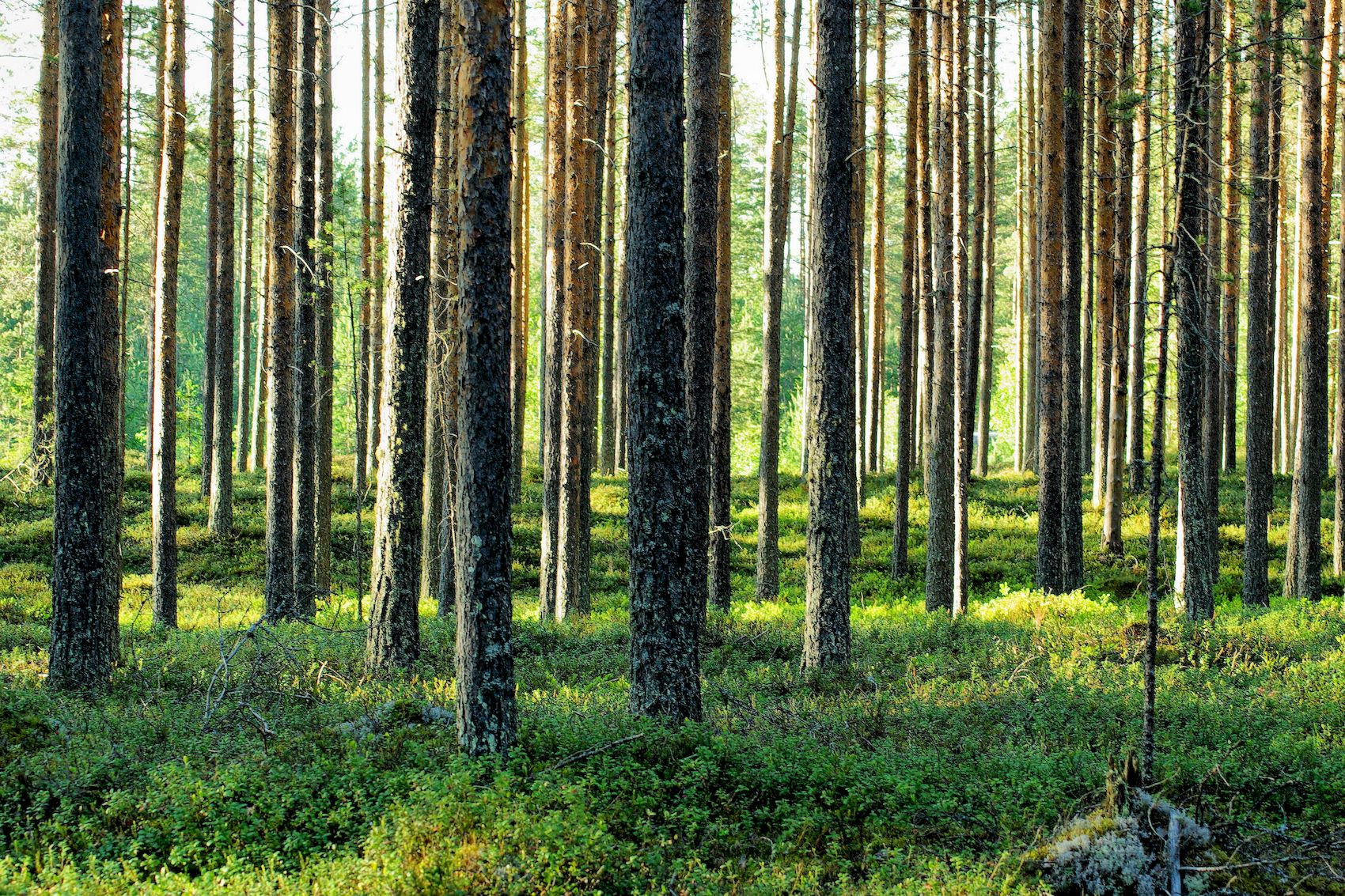 Mäntymetsä