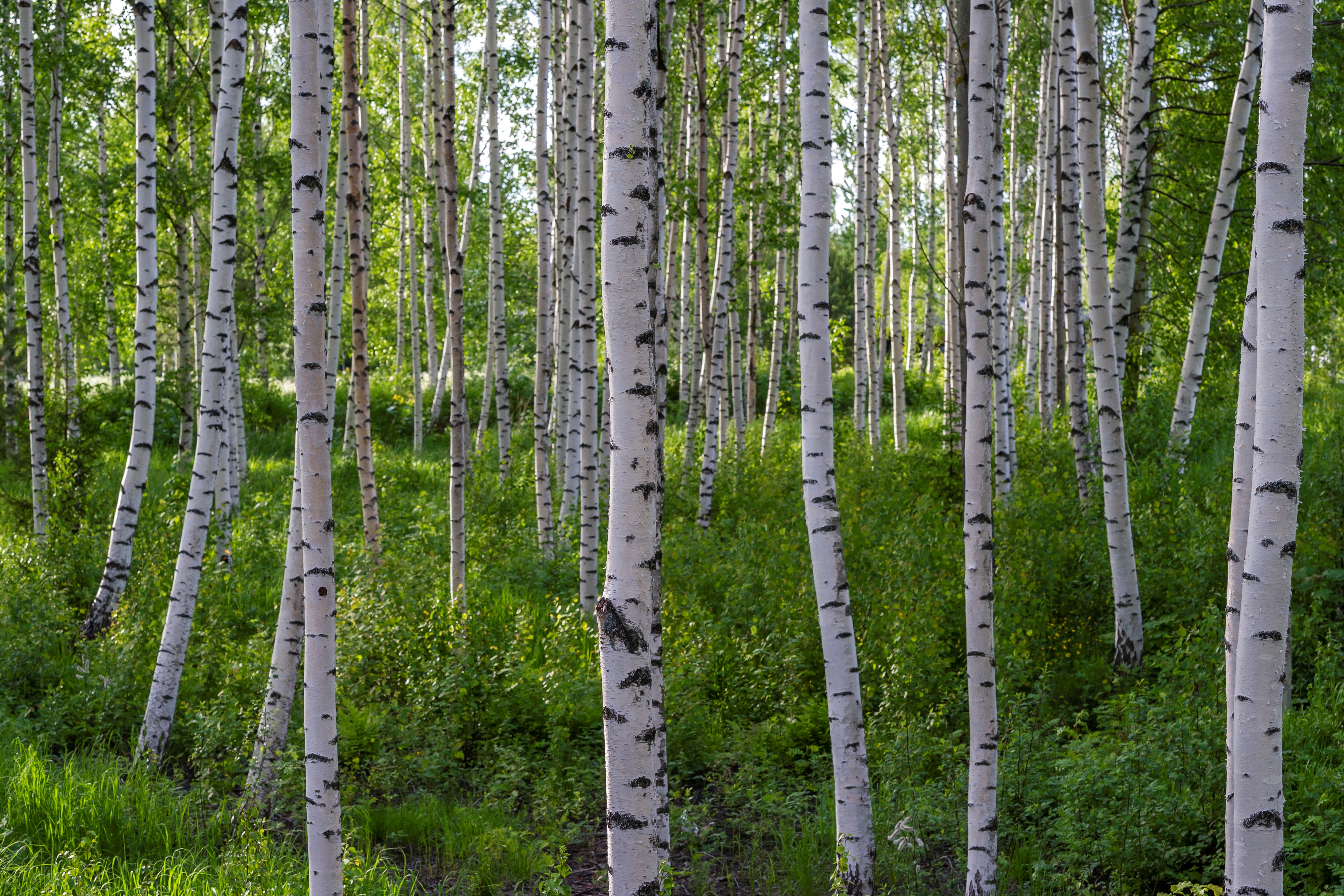 Koivumetsä
