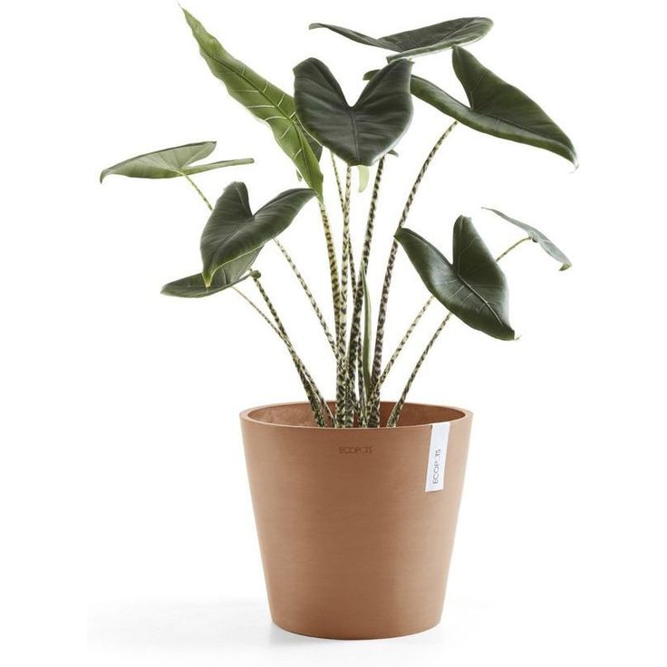 Kukkaruukku Ecopots Amsterdam