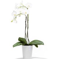 Kukkaruukku Ecopots Morinda, eri kokoja ja värejä