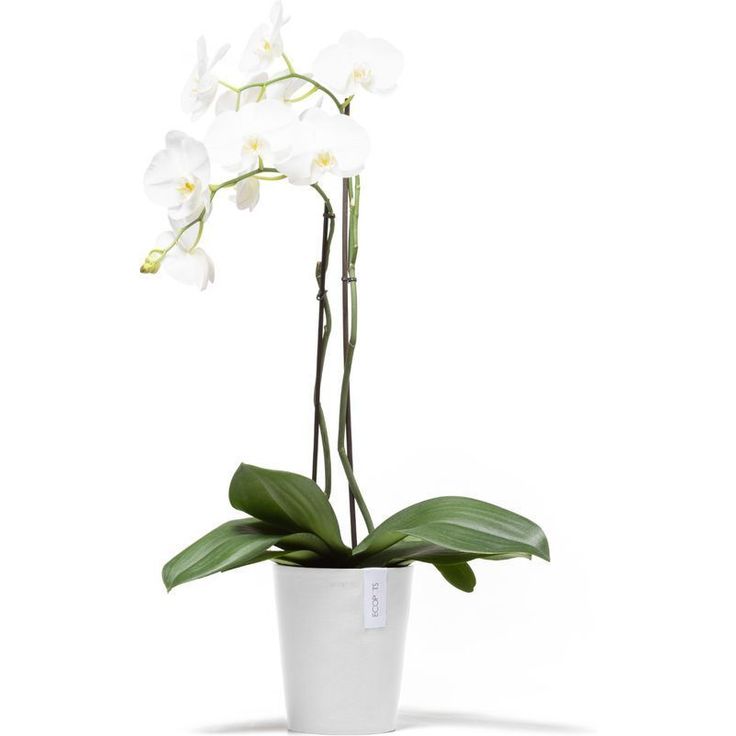 Kukkaruukku Ecopots Morinda