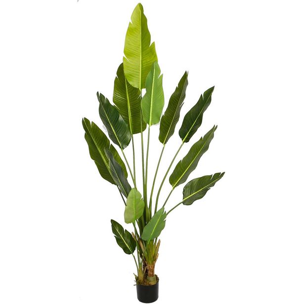 Tekokasvi Lykke Bird of Paradise, 200cm