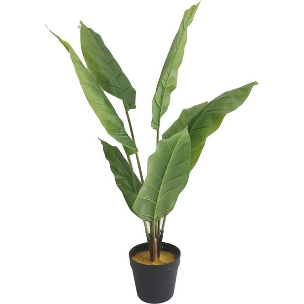 Tekokasvi Lykke Peace Lily, 105cm