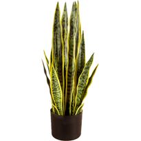 Tekokasvi Lykke Snake Plant, 65cm