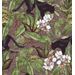 Mallipala Rebel Walls Alluring Panthers Pink (REBR16802)