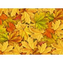 Kuvatapetti Rebel Walls Autumn Leaves, non-woven, mittatilaus