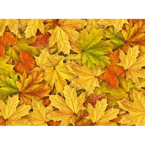 Kuvatapetti Rebel Walls Autumn Leaves, non-woven, mittatilaus
