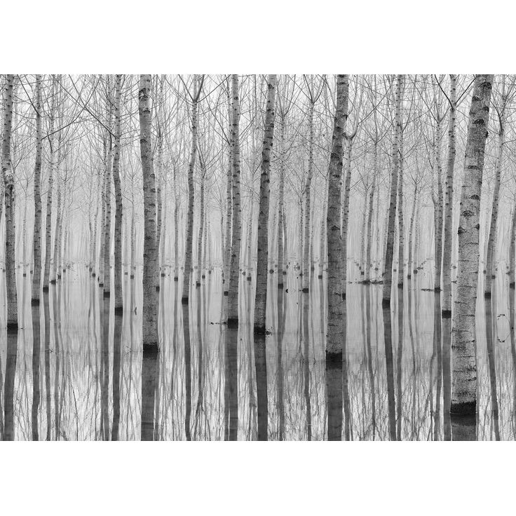 Kuvatapetti Rebel Walls Birch Echo, metsä, non-woven, mittatilaus