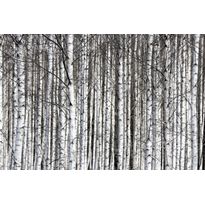 Maisematapetti Rebel Walls Birch Trunks, non-woven, mittatilaus