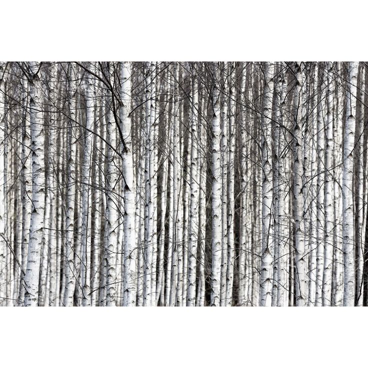 Kuvatapetti Rebel Walls Birch Trunks, metsä, non-woven, mittatilaus