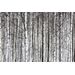Mallipala Rebel Walls Birch Trunks (REBR13031)