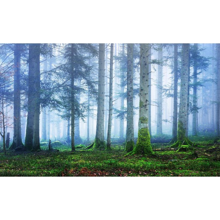 Kuvatapetti Rebel Walls Blue Forest, metsä, non-woven, mittatilaus