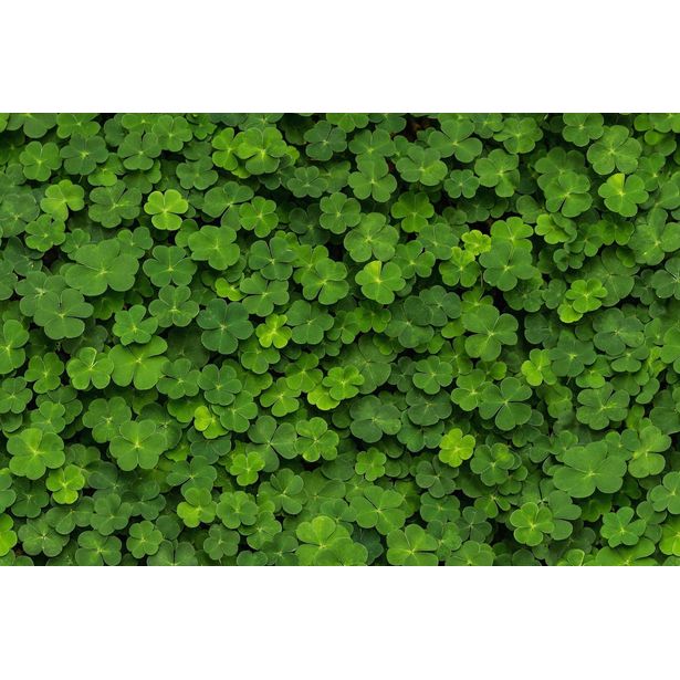 Kuvatapetti Rebel Walls Clover, non-woven, mittatilaus
