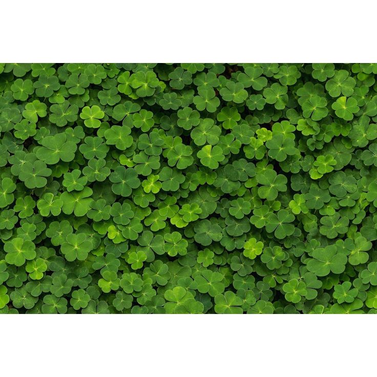 Kuvatapetti Rebel Walls Clover, non-woven, mittatilaus