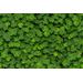 Mallipala Rebel Walls Clover (REBR15841)