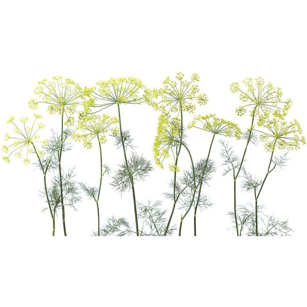 Kuvatapetti Rebel Walls Crown Of Dill, non-woven, mittatilaus