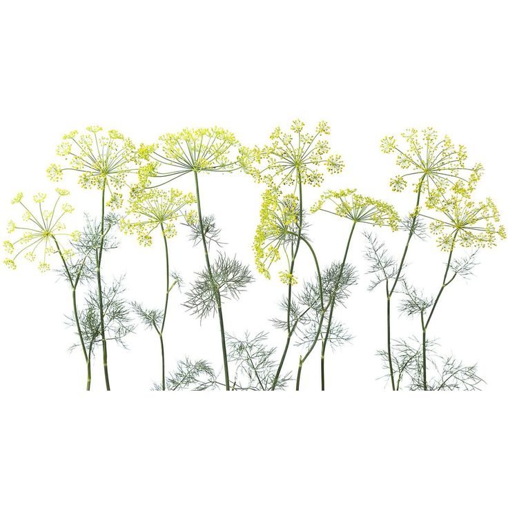 Kuvatapetti Rebel Walls Crown Of Dill, non-woven, mittatilaus