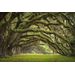 Mallipala Rebel Walls Fairy Forest (REBR12481)