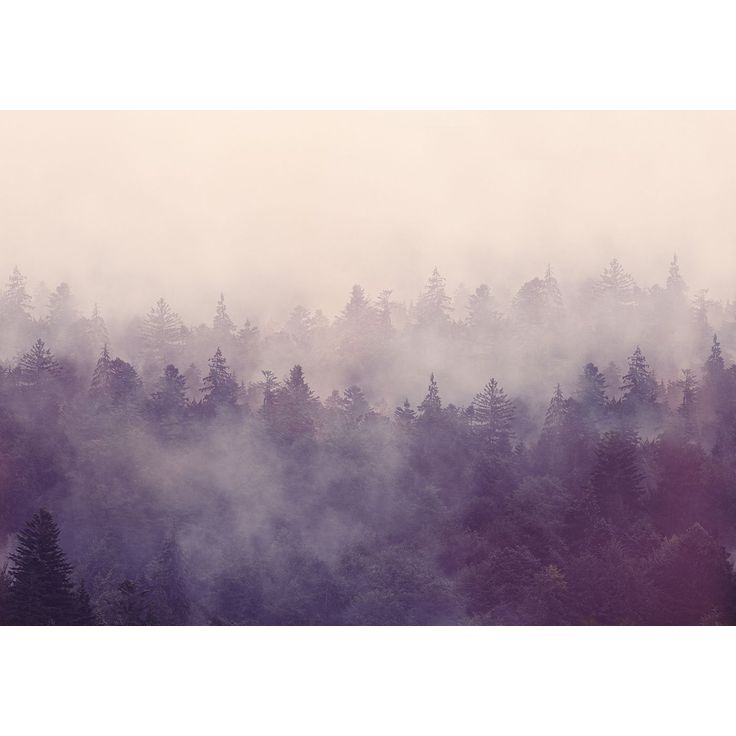 Kuvatapetti Rebel Walls Fir Forest, metsä, non-woven, mittatilaus