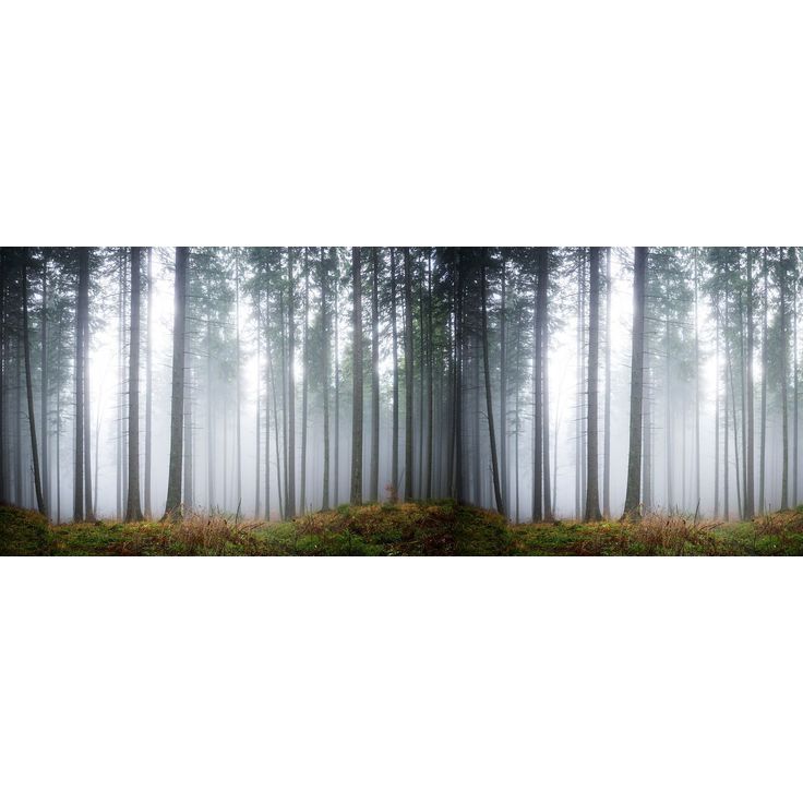 Kuvatapetti Rebel Walls Forest Glade, metsä, non-woven, mittatilaus