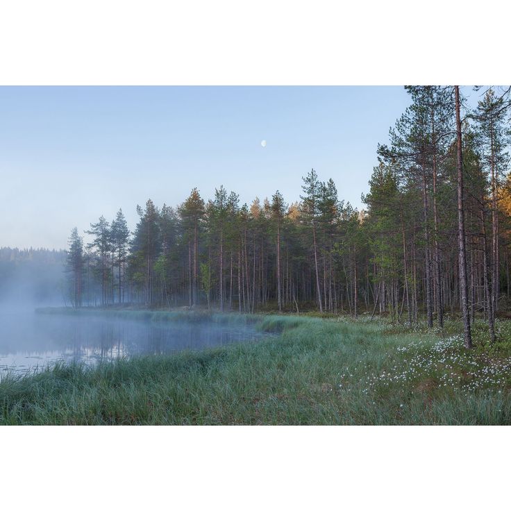 Kuvatapetti Rebel Walls Forest Lake, metsä, non-woven, mittatilaus
