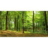Maisematapetti Rebel Walls Forest, non-woven, mittatilaus