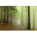 Mallipala Rebel Walls Forest Path (REBR12471)