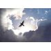 Mallipala Rebel Walls Free as a Bird (REBR10151)