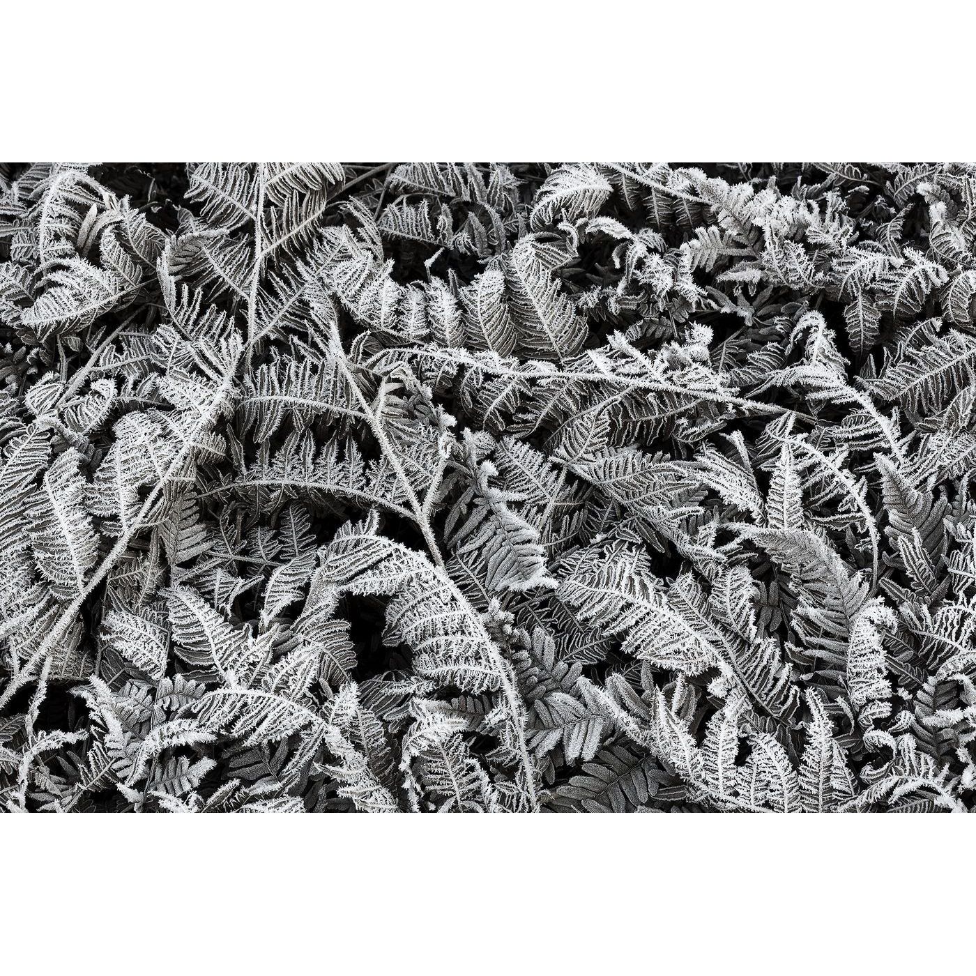 Kuvatapetti Rebel Walls Frost Leaf, non-woven, mittatilaus