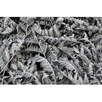 Kuvatapetti Rebel Walls Frost Leaf, non-woven, mittatilaus