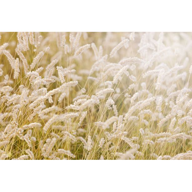 Kuvatapetti Rebel Walls Lay In The Hay, non-woven, mittatilaus
