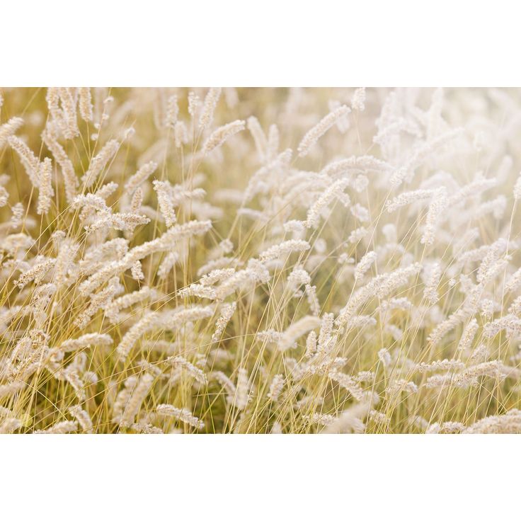 Kuvatapetti Rebel Walls Lay In The Hay, non-woven, mittatilaus