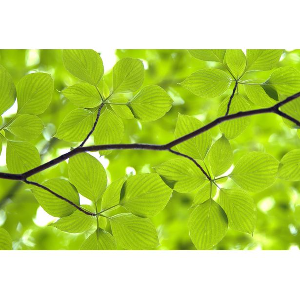 Kuvatapetti Rebel Walls Leaves, non-woven, mittatilaus